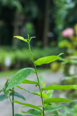 Melientha suavis Pierre at garden