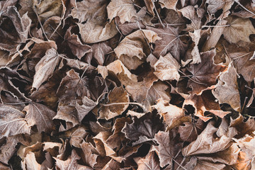 Frozen fallen leaves