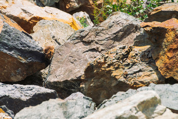 Pika rodent on stones in highlands. Small curious animal on colorful rocky hill. Little fluffy cute mammal on picturesque boulders in mountains. Small mouse with big ears. Little nimble pika.