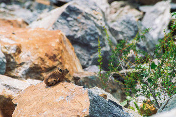 Pika rodent on stones in highlands. Small curious animal on colorful rocky hill. Little fluffy cute mammal on picturesque boulders in mountains. Small mouse with big ears. Little nimble pika.