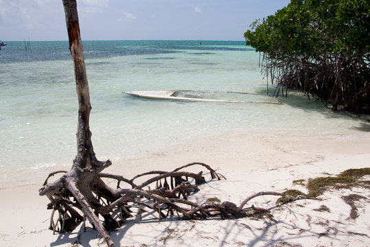 Sand beach with mangrove forest, Caye Caulker, Belize, Caribbeann