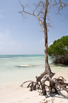 Sand beach with mangrove forest, Caye Caulker, Belize, Caribbean