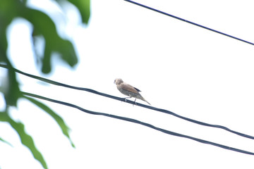 Scaly - breasted munia
