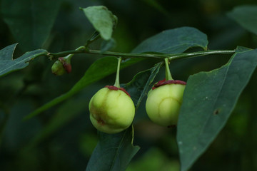 Melientha suavis Pierre at garden