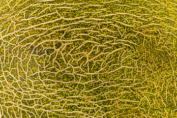 melon texture green abstract floral background, surface of a ripe fruit