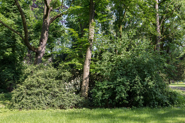 Fototapeta premium Tree in bushes