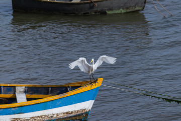 White heron landing and flying in a small boat