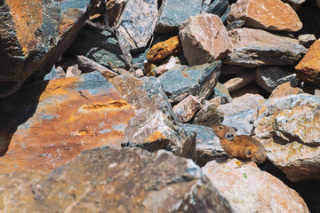 Pika rodent on stones in highlands. Small curious animal on colorful rocky hill. Little fluffy cute mammal on picturesque boulders in mountains. Small mouse with big ears. Little nimble pika.