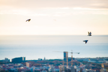Birds in Barcelona, Spain. Barcelona is a city located in the east coast of Spain.