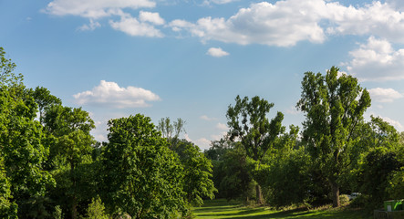 Trees and sky with clouds
