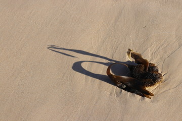seaweed and its shadow in the sand