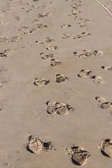 Obraz premium footprints in the sand