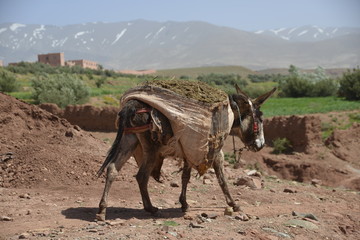 Fototapeta na wymiar Esel (Equus asinus), Marokko, Afrika