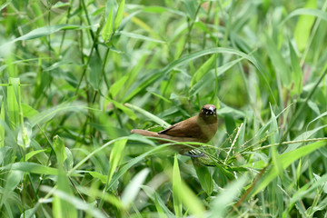 Scaly - breasted munia