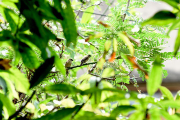 Young scaly -  breasted munia.