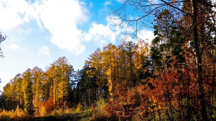 Autumnal forest in sunny day.