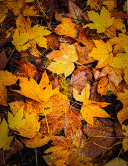 Yellow autumnal leaves as nature background.