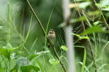 Scaly - breasted munia