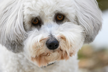White Coton de Tulear face close-up
