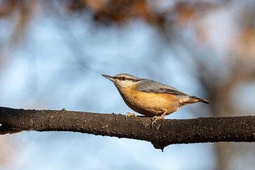 Fototapeta premium European nuthatch (Sitta europaea) on a tree bark