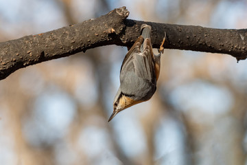 European nuthatch (Sitta europaea) on a tree bark