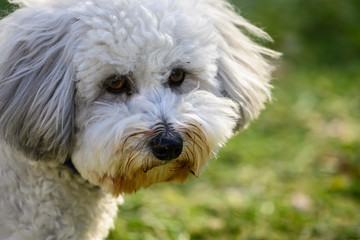 White Coton de Tulear face close-up