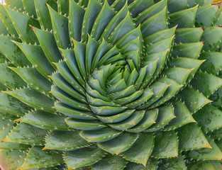 Sempervivum flower or Common Houseleek (Sempervivum arachnoideum) in the garden. Note: Shallow depth of field