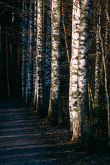 Landscape with idyllic Finnish birch forest on sunset