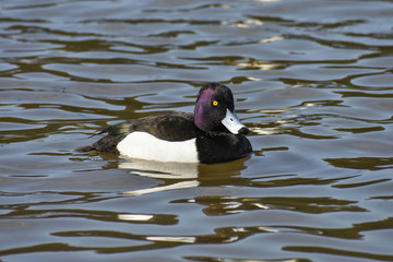 Close up portrait of Tufted Duck or Aythya fuligula