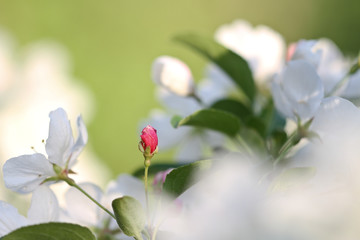 white flowers on green background