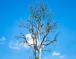 Dead tree