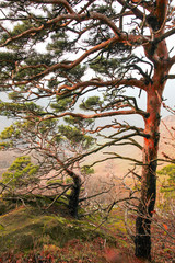tree in autumn