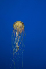 Jellyfish in Aquarium