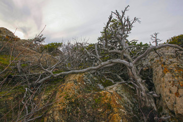 мёртвое дерево в горах