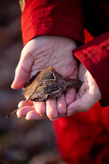 Woman holding a frozen leaf in his hand