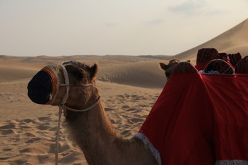 Ein Kamel von der Seite in der Wüste in Abu Dhabi in einem Beduinencamp