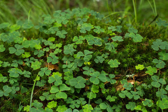 close up of green clover and moss in spring forest