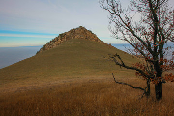 дерево в горах