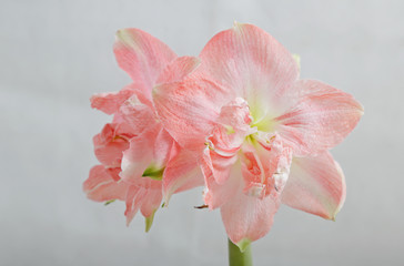 Fototapeta na wymiar Pink amaryllis with white blackground