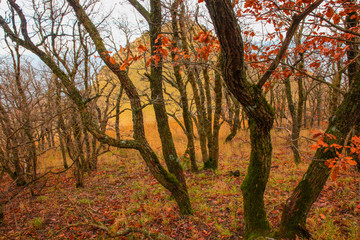 осень в лесу