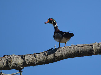 Wood duck in tree