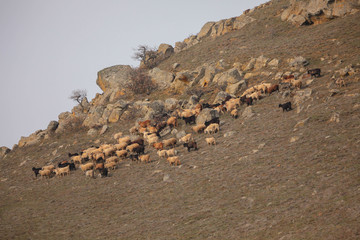 овцы в горах