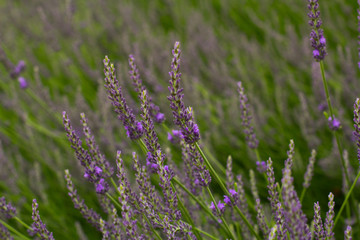 Close up of lavender bushes in summer time 