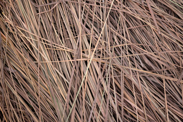 Lemongrass dry background