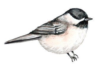 Watercolor illustration of cute animals. Forest wild animals