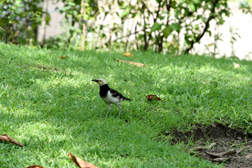 Black - collared myna