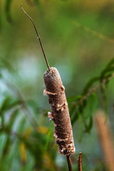 A solo cattail in a tranquil marsh!