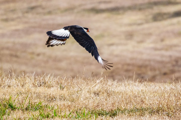 A Caracara in flight!