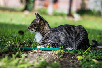 gato descansando