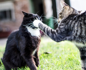 dos gatos jugando